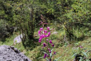 四川省・成都賽窄巷子、塔嶺村、葫芦海への登山道、葫芦海の写真 仙境の村、党嶺から葫芦海に登る6-11