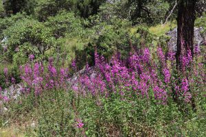 四川省・成都賽窄巷子、塔嶺村、葫芦海への登山道、葫芦海の写真 仙境の村、党嶺から葫芦海に登る6-9