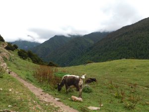 四川省・長坪溝、枯樹灘、四姑娘山鎮から大本営ベースキャンプへ、大峰山頂の写真 四姑娘山、大峰を登る2-7