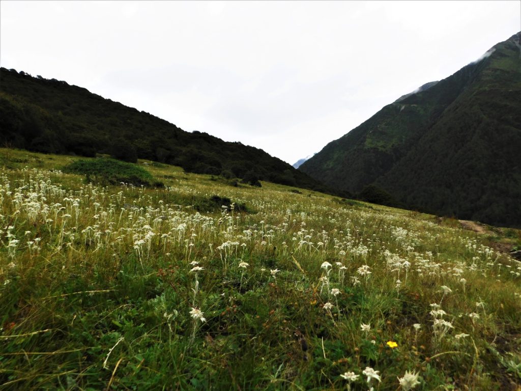 四川省・長坪溝、枯樹灘、四姑娘山鎮から大本営ベースキャンプへ、大峰山頂の写真 四姑娘山、大峰を登る3-3