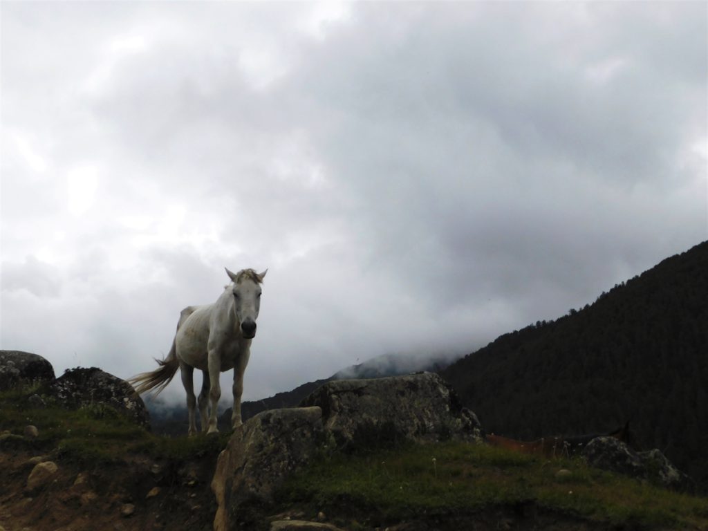 四川省・長坪溝、枯樹灘、四姑娘山鎮から大本営ベースキャンプへ、大峰山頂の写真 四姑娘山、大峰を登る3-5
