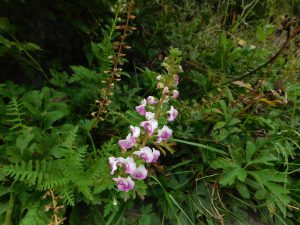 四川省・長坪溝、枯樹灘、四姑娘山鎮から大本営ベースキャンプへ、大峰山頂の写真 四姑娘山、大峰を登る3-7