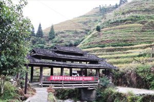 広西壮族自治区・龍脊棚田の写真　山を彩る金色の絨毯3-11