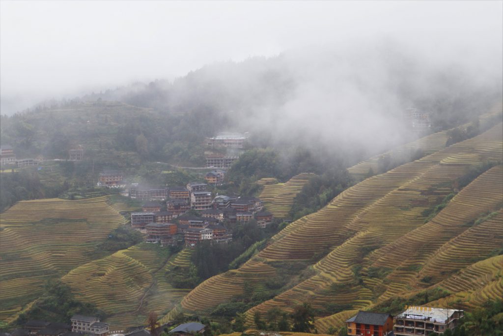 広西壮族自治区・龍脊棚田の写真　山を彩る金色の絨毯3-4