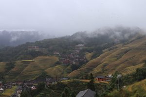 広西壮族自治区・龍脊棚田の写真　山を彩る金色の絨毯3-7