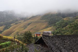 広西壮族自治区・龍脊棚田の写真　山を彩る金色の絨毯3-8
