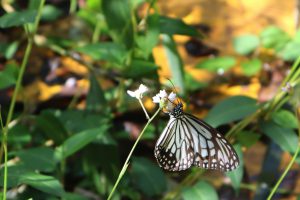 広東省・丹霞山の写真　朝日に輝き雲海に浮かぶ岩峰3-8