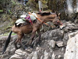 雲南省・雨崩、冰湖、神瀑、神湖の写真　神の村トレッキング4-9