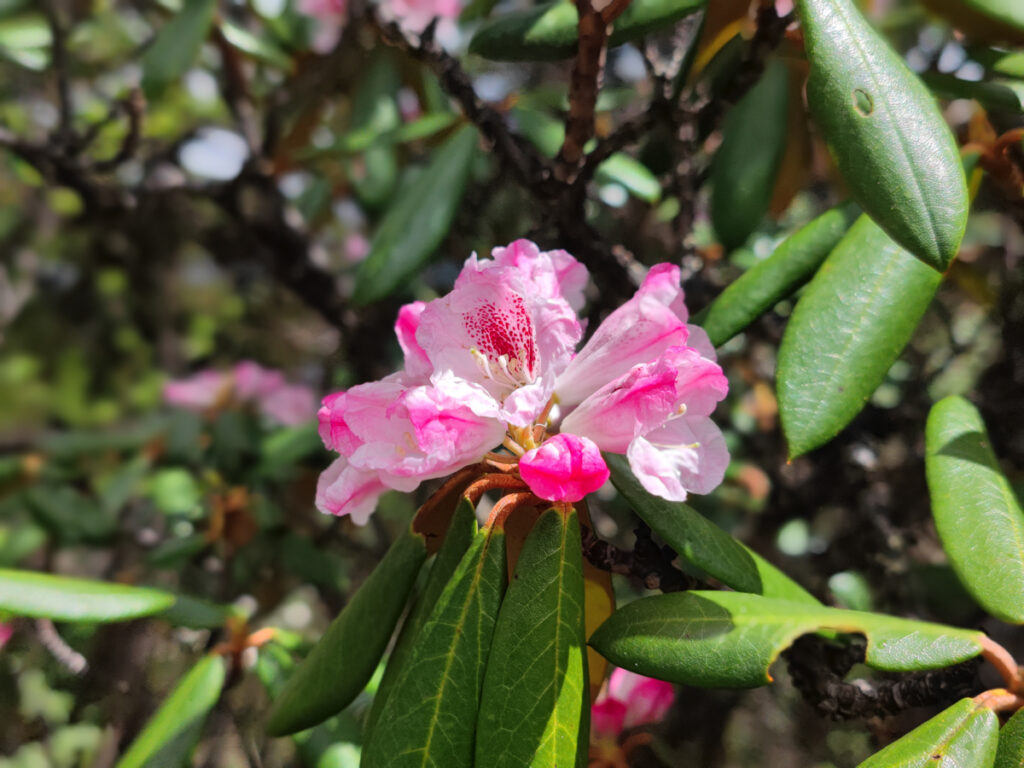 雲南省・雨崩、冰湖、神瀑、神湖の写真　神の村トレッキング6-1