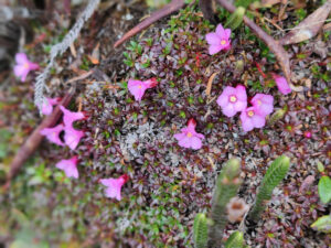 雲南省・雨崩、冰湖、神瀑、神湖の写真　神の村トレッキング6-10