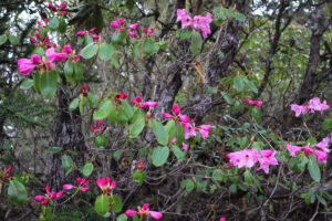 雲南省・雨崩、冰湖、神瀑、神湖の写真　神の村トレッキング6-11