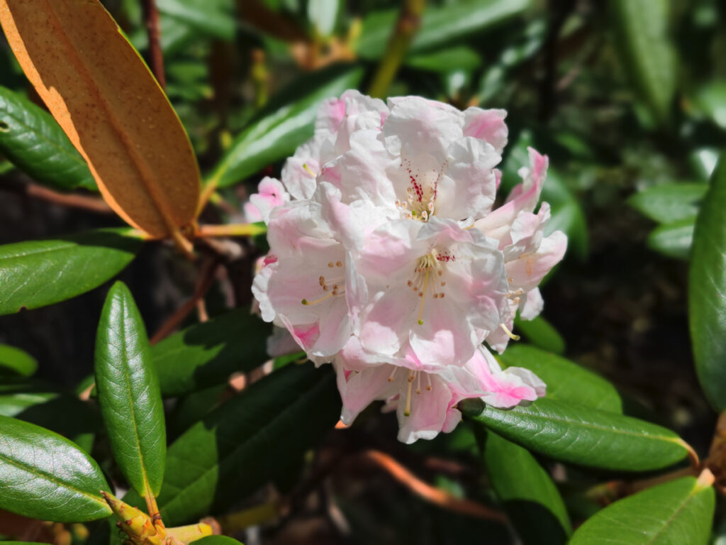 雲南省・雨崩、冰湖、神瀑、神湖の写真　神の村トレッキング6-3