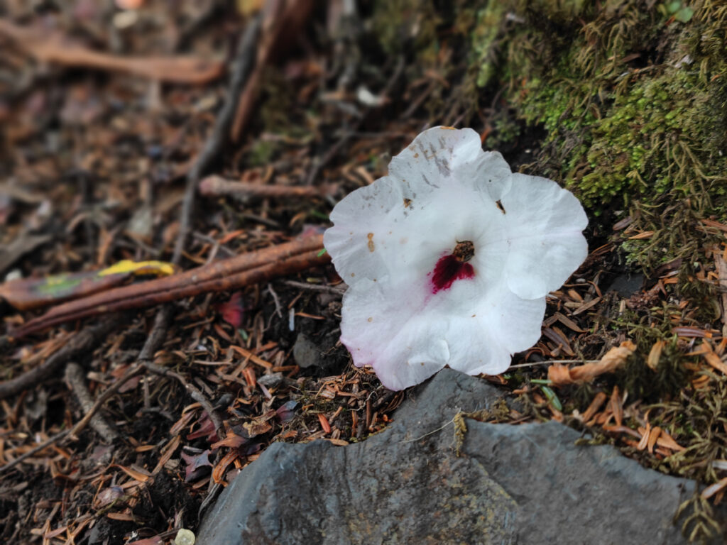 雲南省・雨崩、冰湖、神瀑、神湖の写真　神の村トレッキング6-5