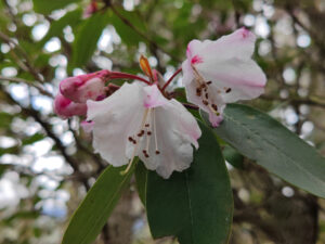 雲南省・雨崩、冰湖、神瀑、神湖の写真　神の村トレッキング6-6