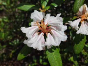 雲南省・雨崩、冰湖、神瀑、神湖の写真　神の村トレッキング6-7