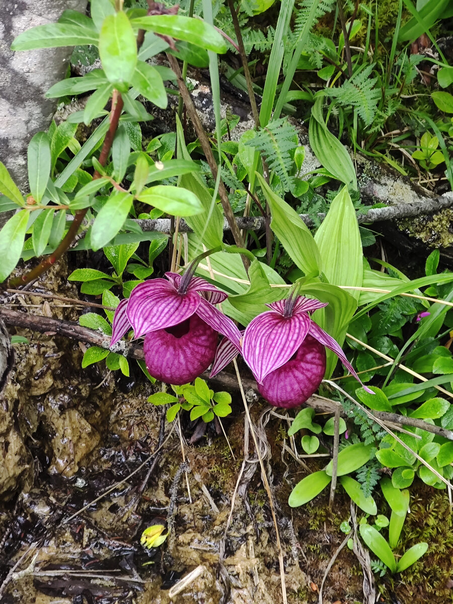 四川省・黄龍溝の写真　仙境の翡翠池6-2