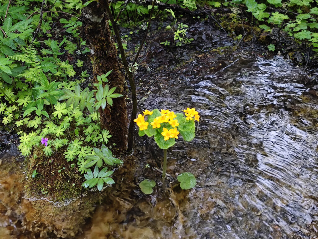 四川省・黄龍溝の写真　仙境の翡翠池6-4