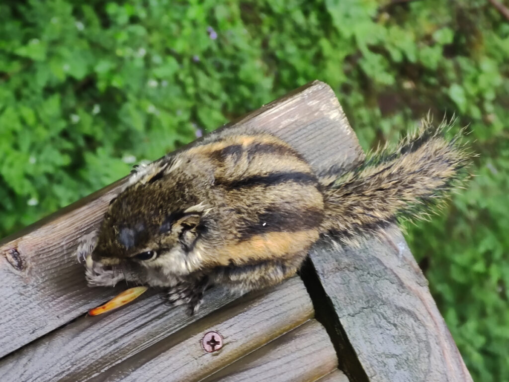 四川省・黄龍溝の写真　仙境の翡翠池6-5