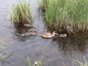 四川省・若尓盖（ルァルガイ）大草原の写真　感動溢れる仙境の阿壩藏族羌（チャン）族自治州6-10