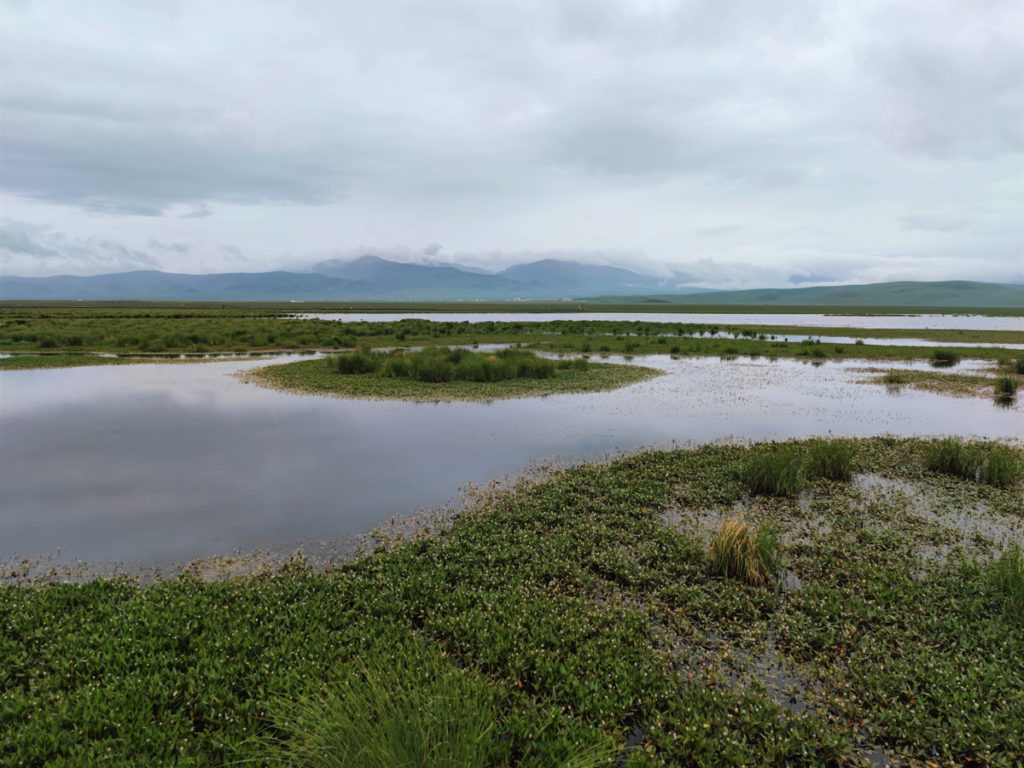 四川省・若尓盖（ルァルガイ）大草原の写真　感動溢れる仙境の阿壩藏族羌（チャン）族自治州6-3