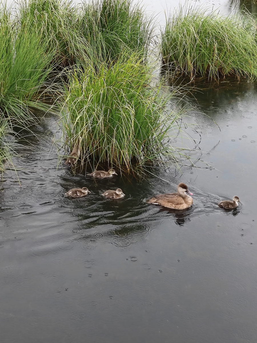 四川省・若尓盖（ルァルガイ）大草原の写真　感動溢れる仙境の阿壩藏族羌（チャン）族自治州6-4