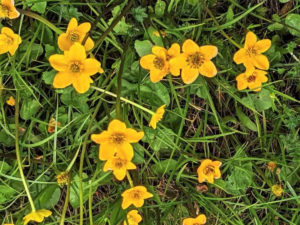 四川省・若尓盖（ルァルガイ）大草原の写真　感動溢れる仙境の阿壩藏族羌（チャン）族自治州7-9