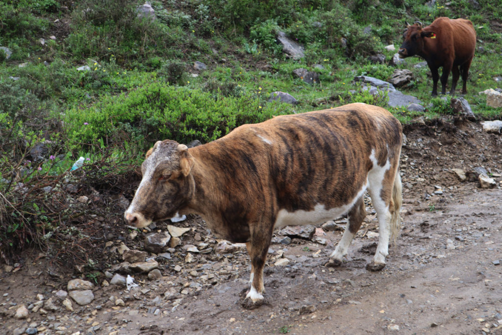 甘粛省・扎ガ那（ツァガナ）の写真　神仙が住む天上のツァガナ5-4