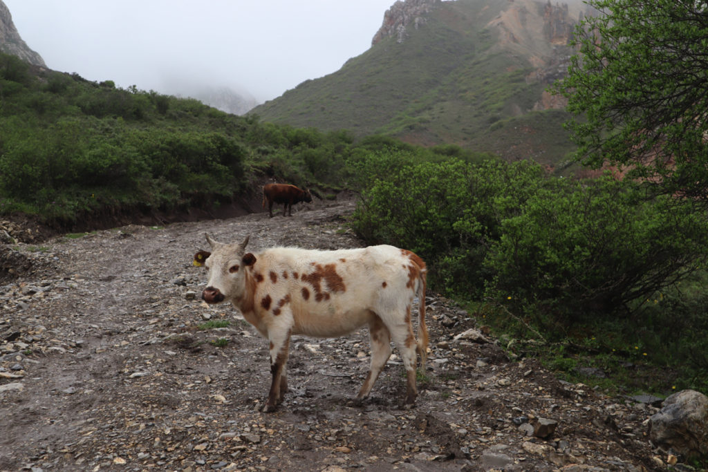 甘粛省・扎ガ那（ツァガナ）の写真　神仙が住む天上のツァガナ5-5