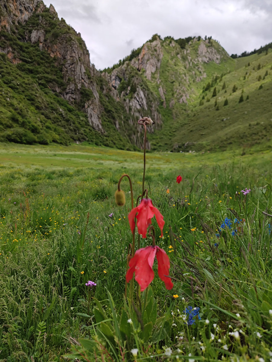 甘粛省・郎木寺の写真 チベット族と回族が平和共存する聖なる地2-5