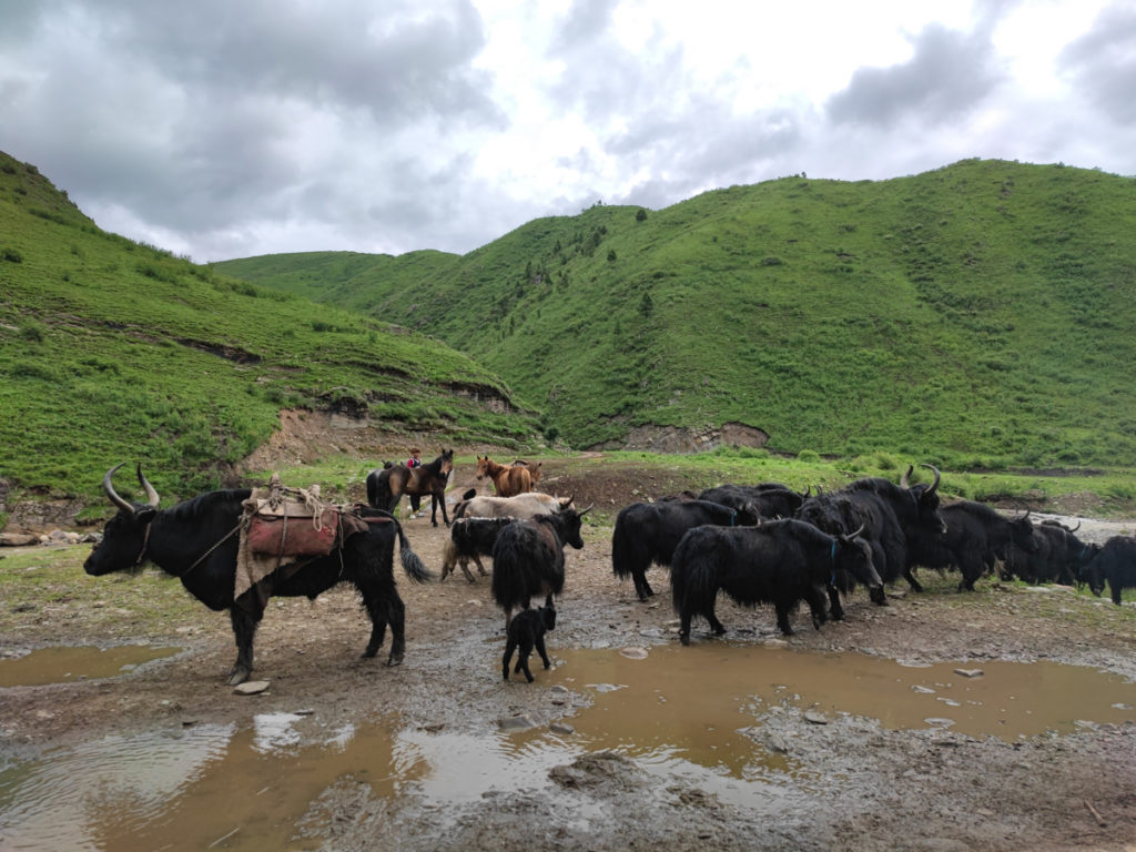 四川省・連宝叶則・年保玉則の写真　巴顔喀拉（パヤカラ）山脈の神界トレッキング7-1