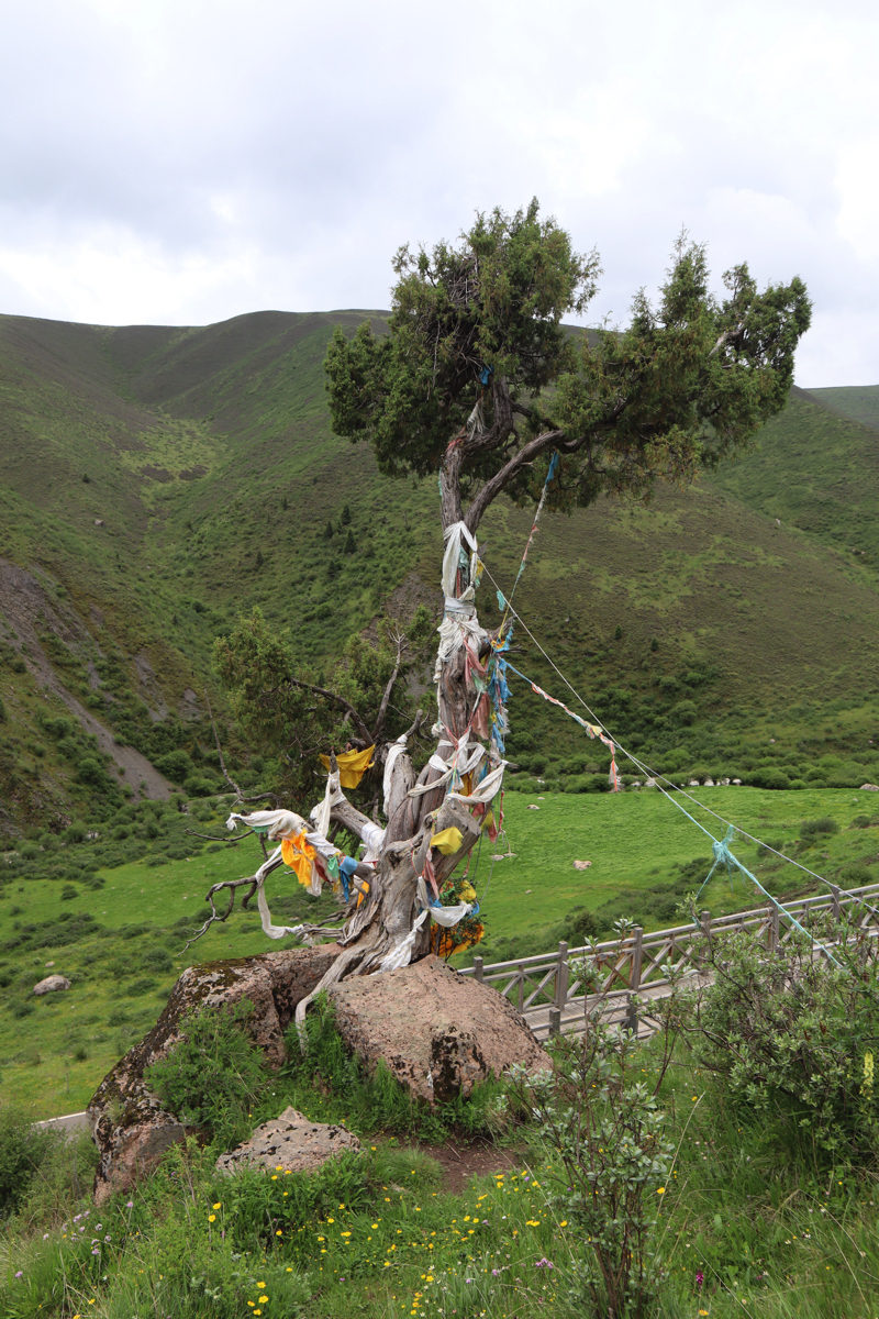 四川省・連宝叶則・年保玉則の写真　巴顔喀拉（パヤカラ）山脈の神界トレッキング7-2