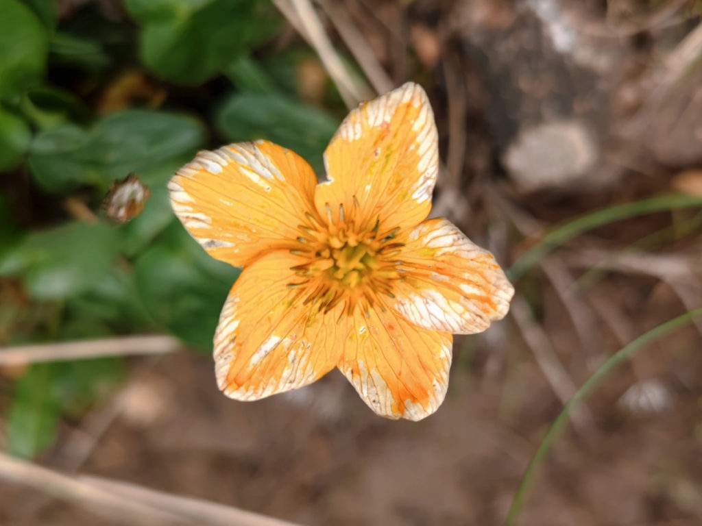 四川省・連宝叶則・年保玉則の写真　巴顔喀拉（パヤカラ）山脈の神界トレッキング7-4