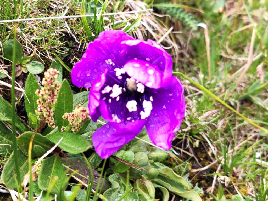 四川省・連宝叶則・年保玉則の写真　巴顔喀拉（パヤカラ）山脈の神界トレッキング7-5