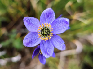 四川省・連宝叶則・年保玉則の写真　巴顔喀拉（パヤカラ）山脈の神界トレッキング7-6