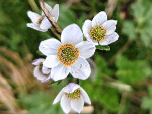 四川省・連宝叶則・年保玉則の写真　巴顔喀拉（パヤカラ）山脈の神界トレッキング7-7