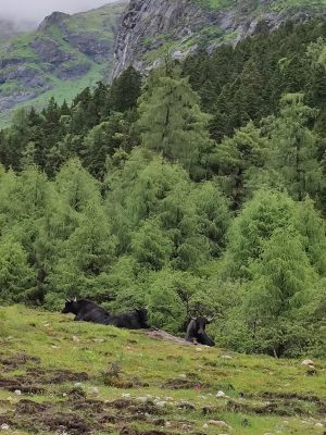 四川省・華棚溝・羊茸哈徳と達古氷河・都江堰の写真　西藏高原最東端を行く5-10