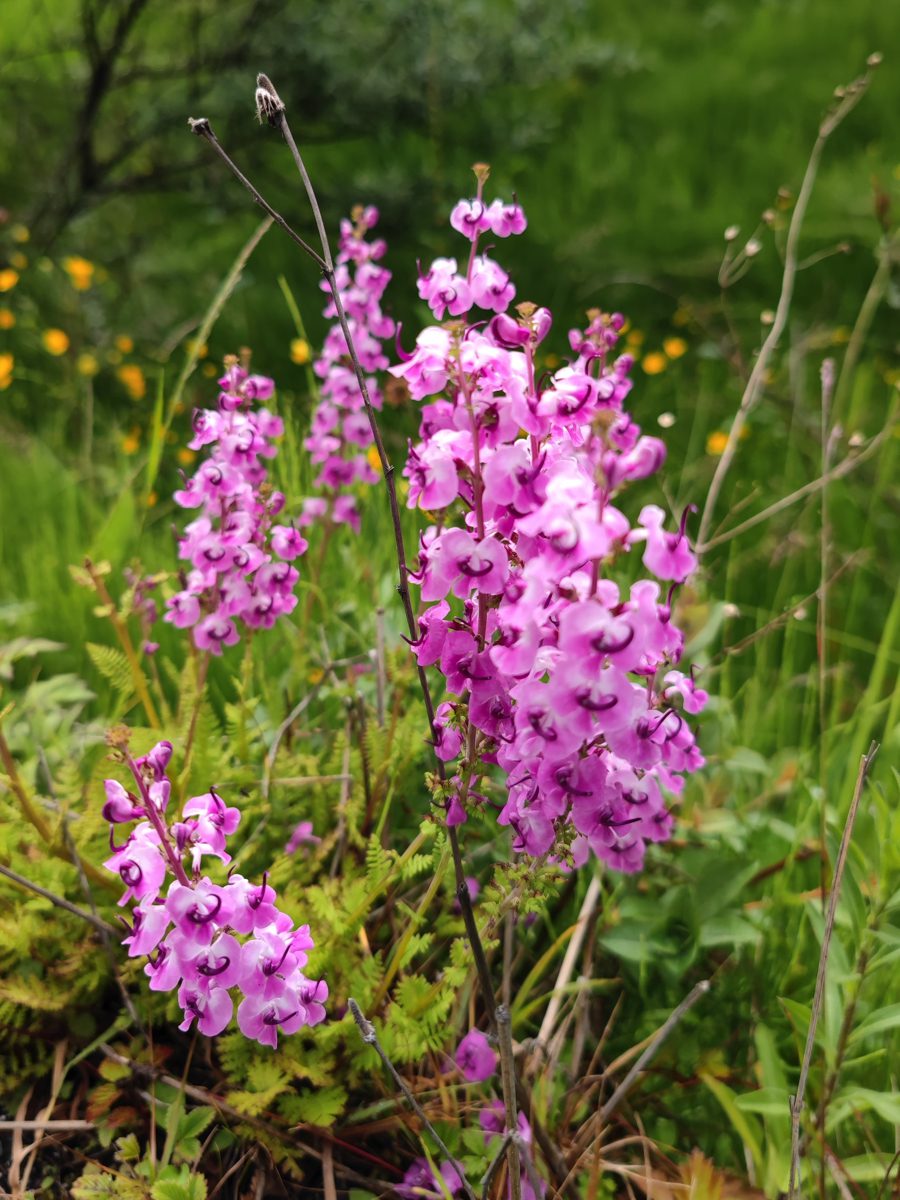 四川省・華棚溝・羊茸哈徳と達古氷河・都江堰の写真　西藏高原最東端を行く7-1