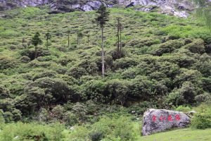 四川省・華棚溝・羊茸哈徳と達古氷河・都江堰の写真　西藏高原最東端を行く7-10