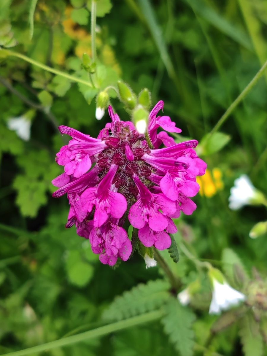 四川省・華棚溝・羊茸哈徳と達古氷河・都江堰の写真　西藏高原最東端を行く7-2