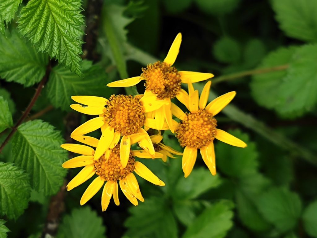 四川省・華棚溝・羊茸哈徳と達古氷河・都江堰の写真　西藏高原最東端を行く7-3