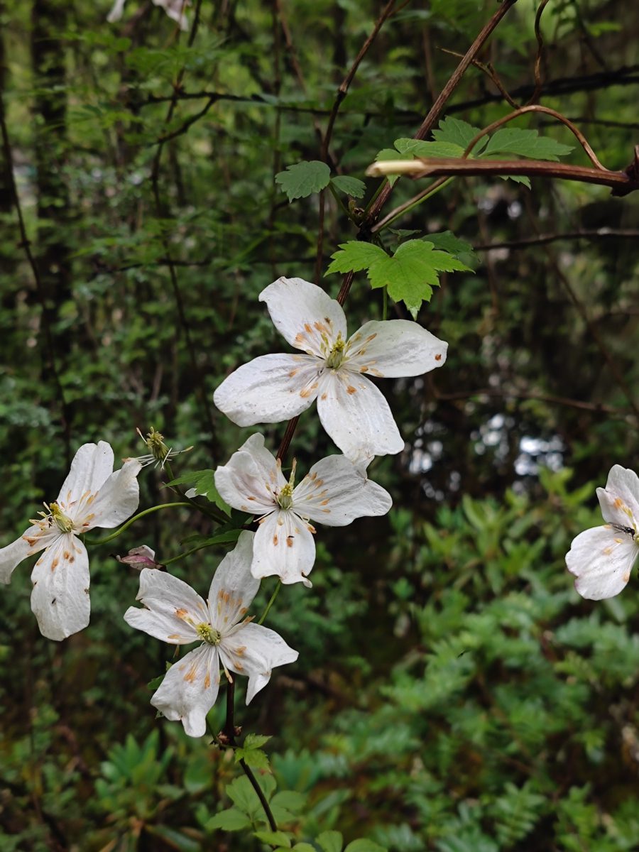 四川省・華棚溝・羊茸哈徳と達古氷河・都江堰の写真　西藏高原最東端を行く7-4
