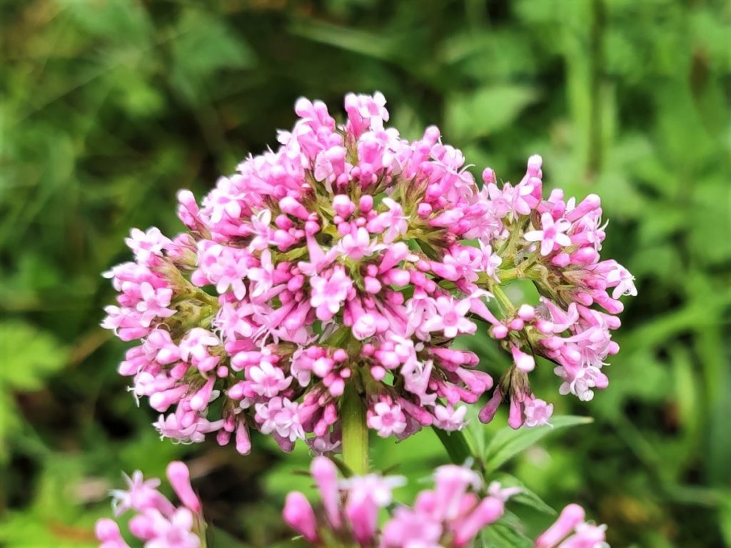 四川省・華棚溝・羊茸哈徳と達古氷河・都江堰の写真　西藏高原最東端を行く7-5