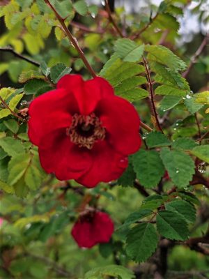 四川省・華棚溝・羊茸哈徳と達古氷河・都江堰の写真　西藏高原最東端を行く7-6