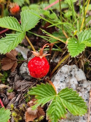 四川省・華棚溝・羊茸哈徳と達古氷河・都江堰の写真　西藏高原最東端を行く7-7
