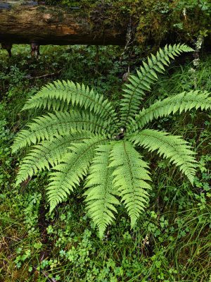 四川省・華棚溝・羊茸哈徳と達古氷河・都江堰の写真　西藏高原最東端を行く7-8