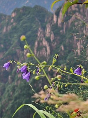 安徽省・黄山の写真　“天井図画”の奇岩の地-10