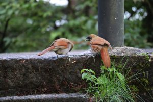 安徽省・黄山の写真　“天井図画”の奇岩の地-11