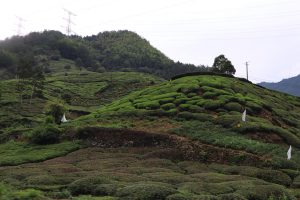 安徽省・黄山の写真 “天井図画”の奇岩の地7-8