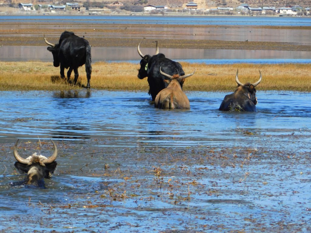 雲南省・香格里拉郊外 （松贊寺、納帕海、普達措国家公園）の写真　失われた地平線を求めて2-1