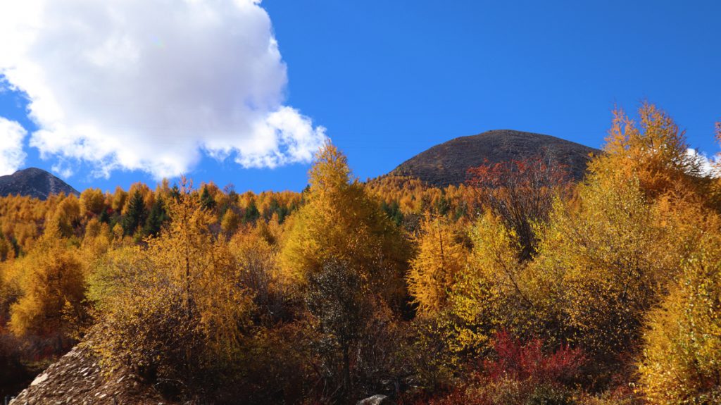 四川省・八美高原の写真　八美の紅葉に魅せられて2-3
